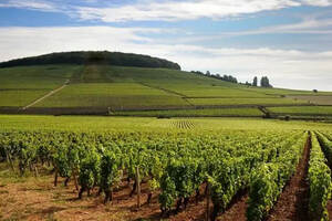 法国顶级葡萄园地价持续上涨