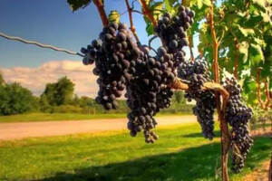 美国加州、意大利葡萄酒面临最遭采摘季！今年喝不成了？