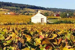 法国勃艮第吉弗里、上伯恩丘和上夜丘产区的葡萄酒简介