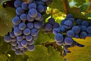 知识 | 酒标上标产区和标葡萄品种有什么区别？