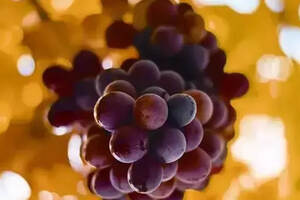 为什么有些酒是用单一葡萄品种酿造的？品质会比较好吗？