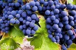 著名的拉菲葡萄酒中有70%都是它