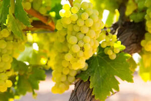 法国十大白葡萄品种，你知道几种？