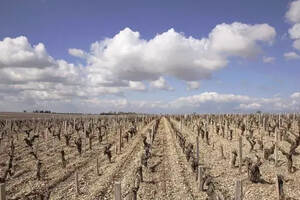 澳洲遇116年来最严重干旱，预计部分区域葡萄产量下降10%