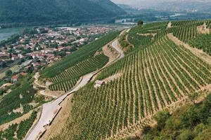法国罗讷河流域罗讷河丘(COTES DU RHONE)产区的葡萄酒