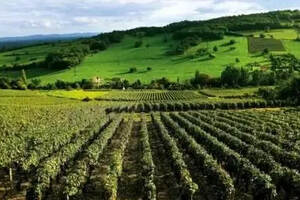 勃艮第——伟大的葡萄酒大多诞生在坏年份