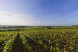 夜丘唯一生产白葡萄酒的特级园——慕西尼