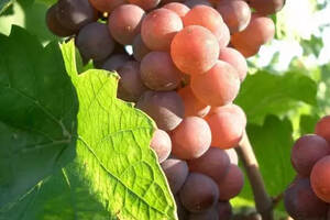 十大最常见的酿酒白葡萄品种（常见的酿酒用白葡萄品种有）
