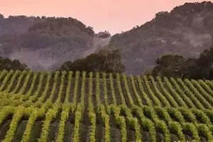 美国加州酒农为何要砍掉葡萄藤？