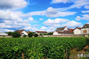 法国勃艮第莫冈和风车磨坊产区的葡萄酒简介