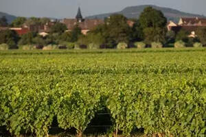 勃艮第红葡萄酒2009-2018年份概览