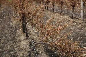 澳洲有酒庄受山火影响葡萄损失80%，2020整体减产成定局？