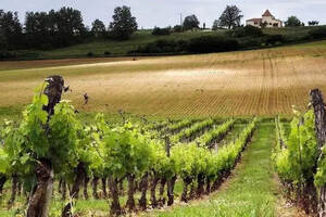 法国勃艮第伯恩丘、伯恩丘村庄和夜丘村庄产区的葡萄酒简介