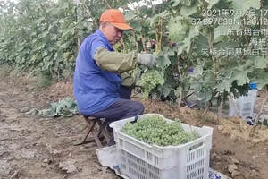 每年为全国果农增收8亿元 张裕酿酒葡萄种植基地获央视关注