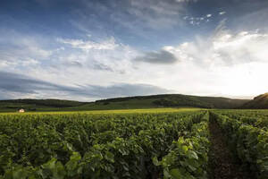 法国勃艮第菲尚和弗勒莉产区的葡萄酒简介