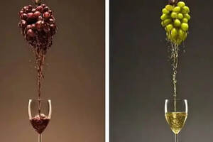 技能｜三张图带你看懂红&白葡萄酒的区别