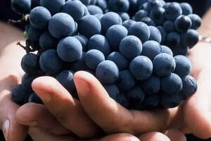 新疆盛产葡萄，为什么没能成为世界知名葡萄酒产区？原因略显尴尬