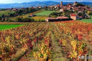 法国西南部马第宏(MADIRAN)和马西雅克(MARCILLAC)酒区的葡萄酒