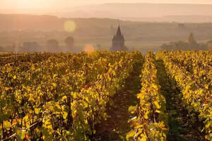 法国卢瓦尔河流域的其他(OTHERS)产区和葡萄酒简介