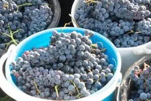 酿造82年拉菲的葡萄，每一颗到底多少钱？