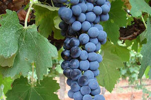 西拉：成就澳大利亚葡萄酒大国的葡萄品种