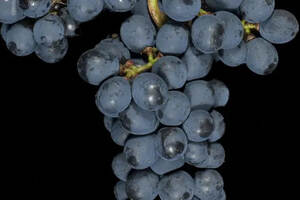 西班牙不可忽视的葡萄品种：门西亚