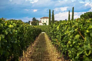 法国波尔多著名的波亚克(PAUILLAC)产区的葡萄酒简介