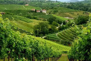 继香槟之后，意大利普罗塞克葡萄酒产区被列入世界遗产名录