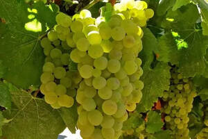 入门｜世界上最受欢迎的 4 大白葡萄品种