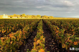 法国勃艮第圣侯曼、圣比和圣侯曼产区的葡萄酒简介
