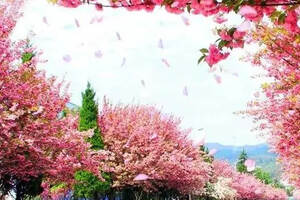 4月9日，这场“樱花春酿”直播盛典与您不见不散