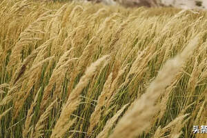 我国11月大麦进口量创近三年进口量新高