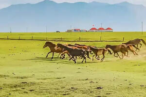 世界最大的马场原来在中国，除了马还有奇怪的羊