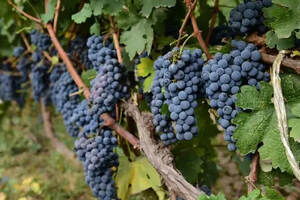 中科院在葡萄中发现益寿分子，有望延寿64.2%
