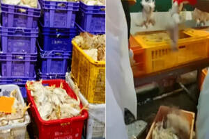 血本无归！活禽运输司机排队核检过长，新加坡上万只活鸡被憋死