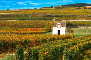 法国伟大葡萄酒“风土”，来自于恐龙的“大餐”？