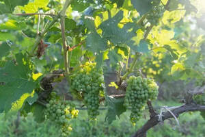 烟台葡萄酒产业的“春天”来了