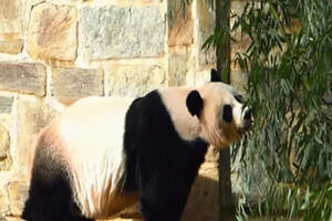 何时归？大熊猫美香留美延至2023年，引发质疑：为何不回国？