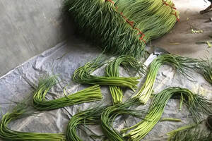 蒜菜丰收的季节超市7元一斤在农村2元一斤