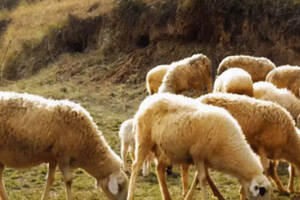 患难见真情！蒙古国：3万只羊表示真心诚意，中方：必将投桃报李