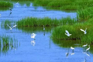 道法自然，湿地产区让绣林玉液各美其美