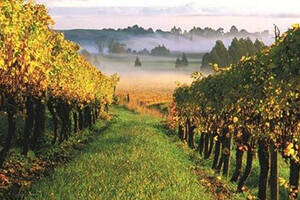 长相思葡萄酒产区：新西兰尼尔森（新西兰的长相思葡萄酒表现最好的产区是）