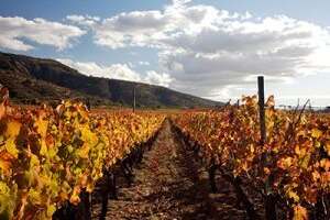 智利葡萄酒产区为何被称为酿酒师的天堂？