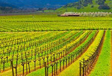 加州葡萄酒产区（加州葡萄酒产区地图）