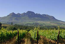 西开普省葡萄酒产区（南非西开普葡萄酒产区）