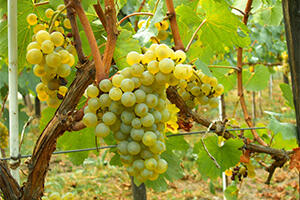 酿酒用的的葡萄打农药吗？