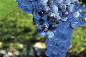 平常吃的葡萄为什么不适合酿酒？