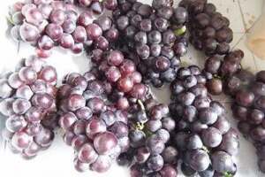 红酒葡萄采摘月份是什么时候？什么样的葡萄可以采摘？