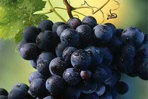 黑葡萄和红葡萄的区别（黑葡萄和红葡萄哪个营养好）