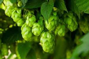 啤酒花怎么做啤酒在啤酒中的作用，参与发酵提高保质期增添风味